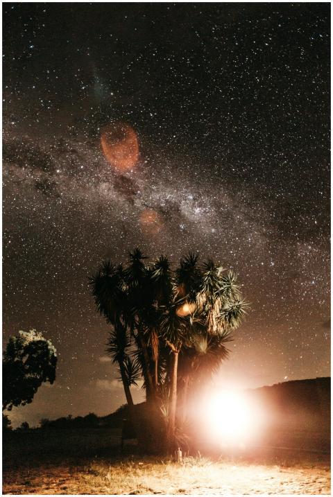 Stunning starry night with silhouetted trees under