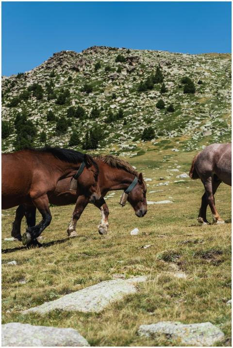 Side view of adorable purebred horses pasturing on