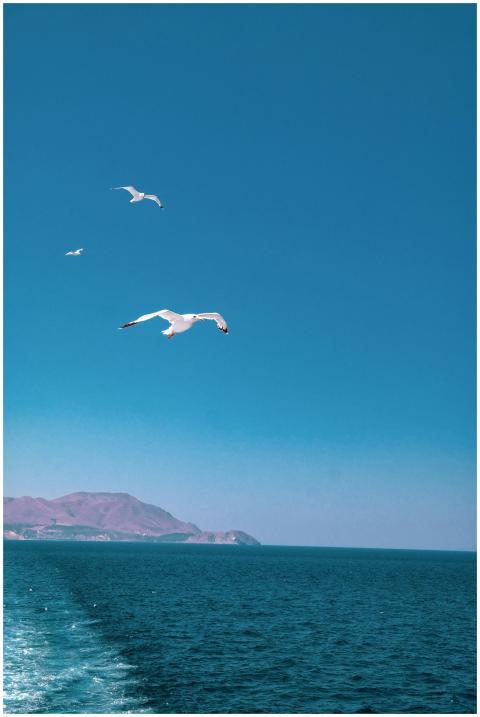 Seagulls flying over the Aegean Sea with a clear b