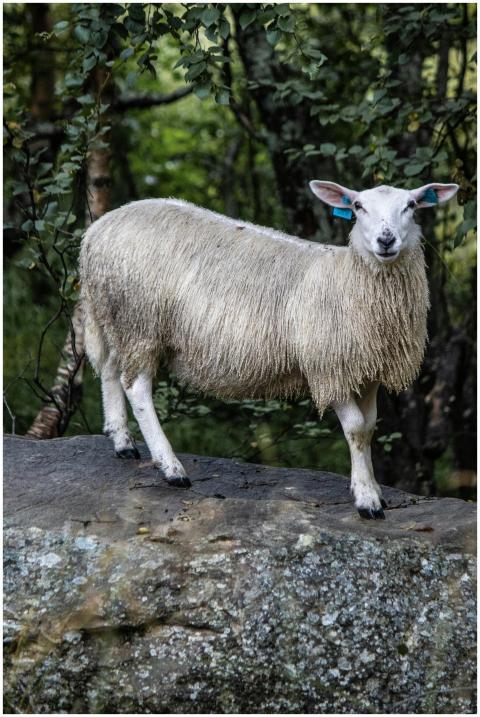 A sheep with long fleece stands on a rock in a lus