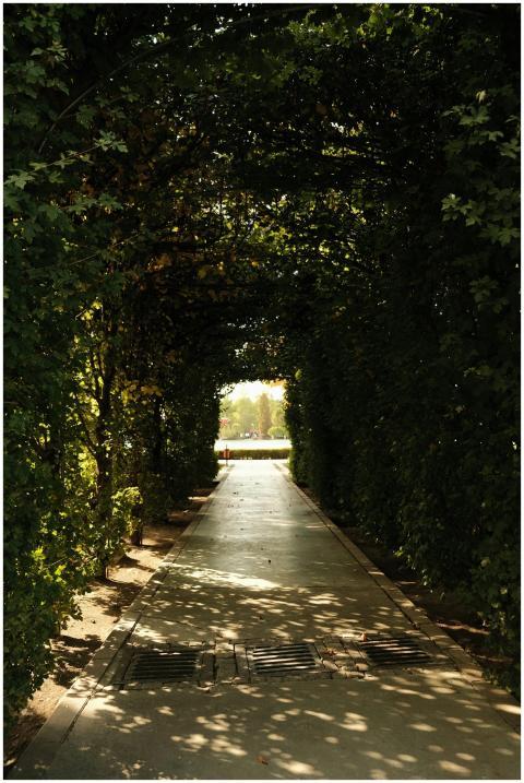 Sunlit pathway through a lush green leafy tunnel i