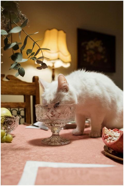 A fluffy white cat licks a crystal glass on a cozy