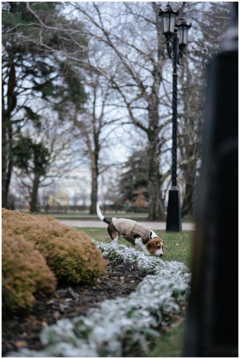A beagle explores a tranquil park, sniffing the gr