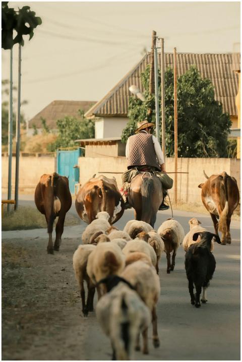 A shepherd guides cattle and sheep along a village