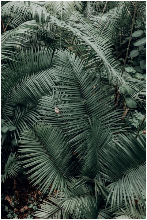 Close-up of vibrant green tropical palm leaves off