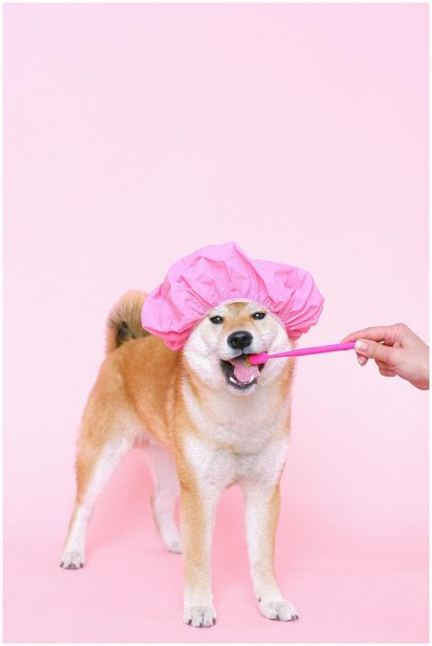 Cute Shiba Inu wearing a pink cap, brushing teeth