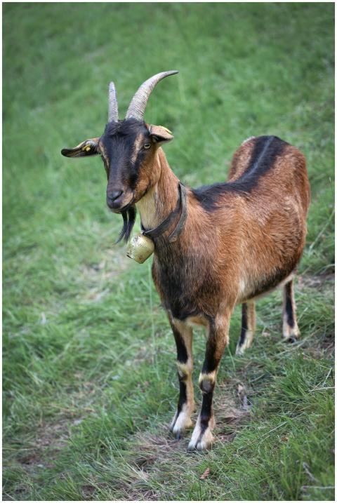 A brown goat with a bell stands in a lush Bavarian