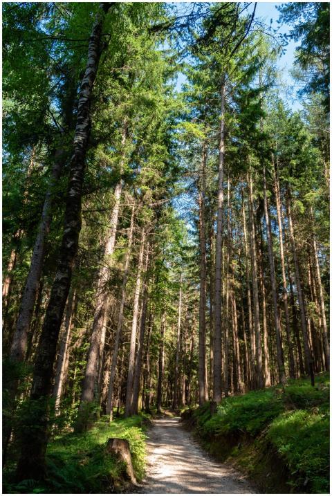 Discover a tranquil pathway through lush green tre