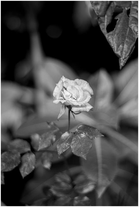 A single rose captured in black and white, highlig