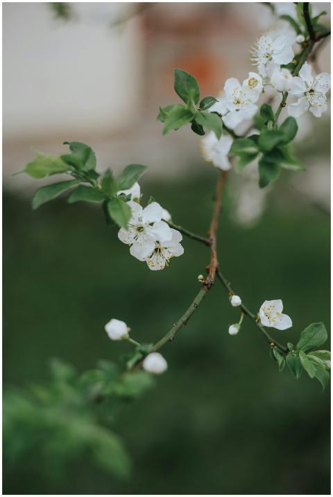 Close-up of delicate white cherry blossoms on a br