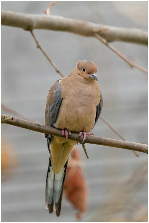 Free stock photo of cardinal, dove