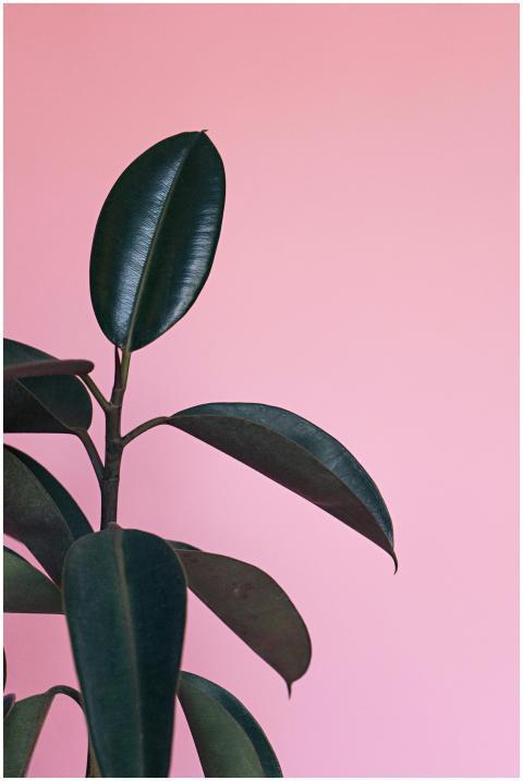 A simple, elegant rubber plant against a pink back