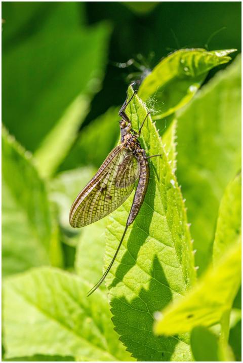 A detailed macro shot of a mayfly resting on a vib
