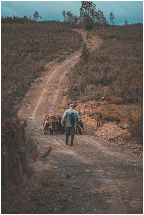 A shepherd leads his herd along a quiet rural path