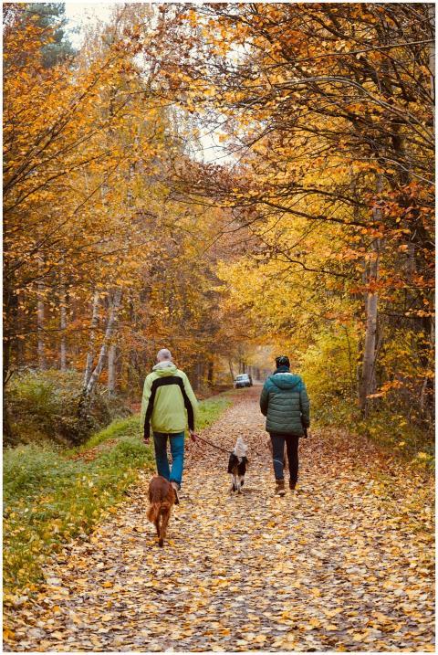 Two people walking dogs in a colorful autumn fores