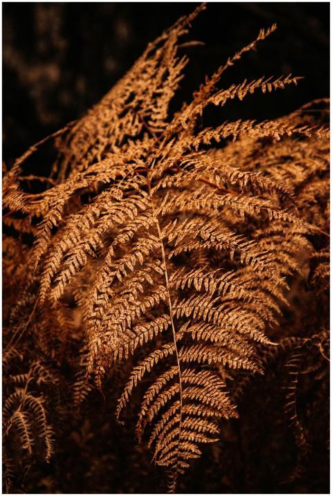 Detailed close-up of brown fern leaves displaying