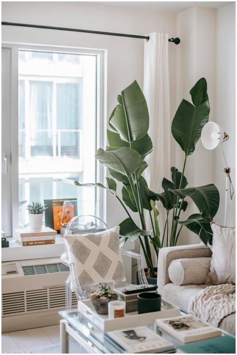 Stylish living room featuring lush houseplants, na