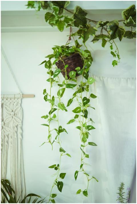 A lush pothos plant hangs gracefully in a stylish
