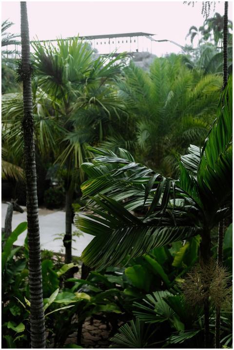 Lush palm trees and greenery create an exotic trop