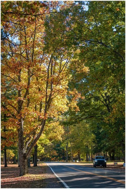 Colorful autumn trees line a scenic road, showcasi