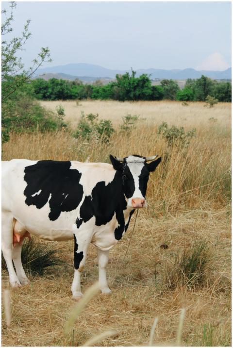 A Holstein cow in a grassy field surrounded by sum