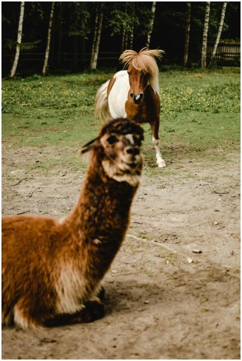 A serene scene of an alpaca resting while a pony a