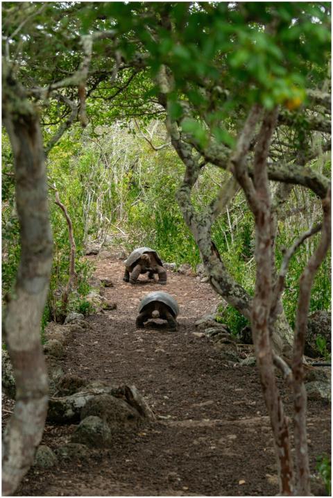 Giant tortoises strolling through a lush forest pa