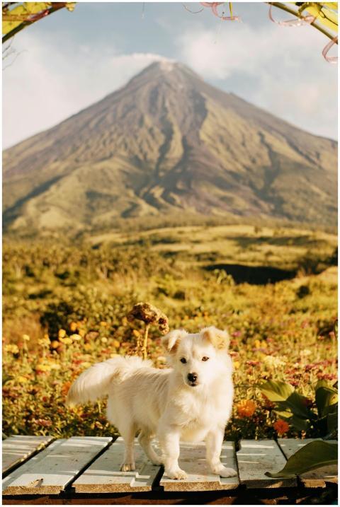 Adorable white dog standing on a platform with a s