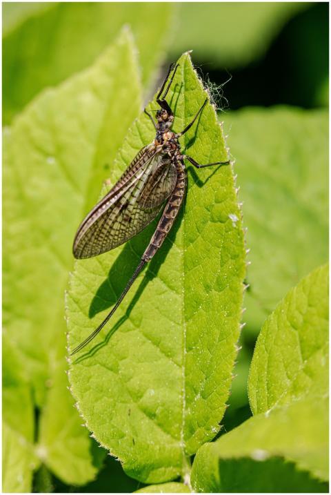Detailed macro shot of a mayfly resting on a vibra