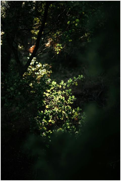 Dappled sunlight illuminates green leaves in a den