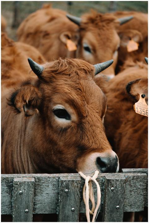 A group of brown cows with numbered tags standing
