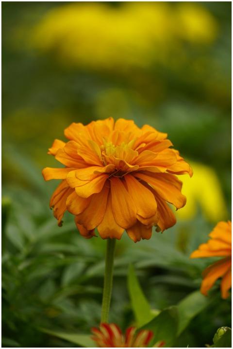 Close-up of a vibrant orange zinnia flower in full