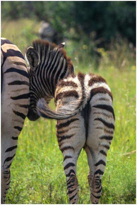 A young zebra foal playfully interacts in a lush g