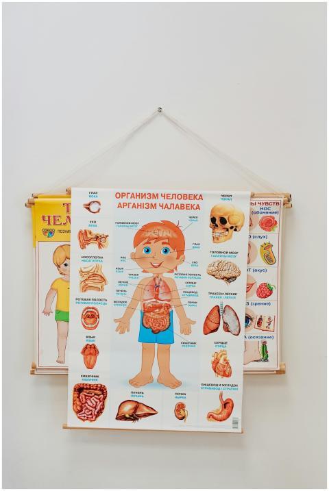 A vibrant anatomy poster for children, emphasizing