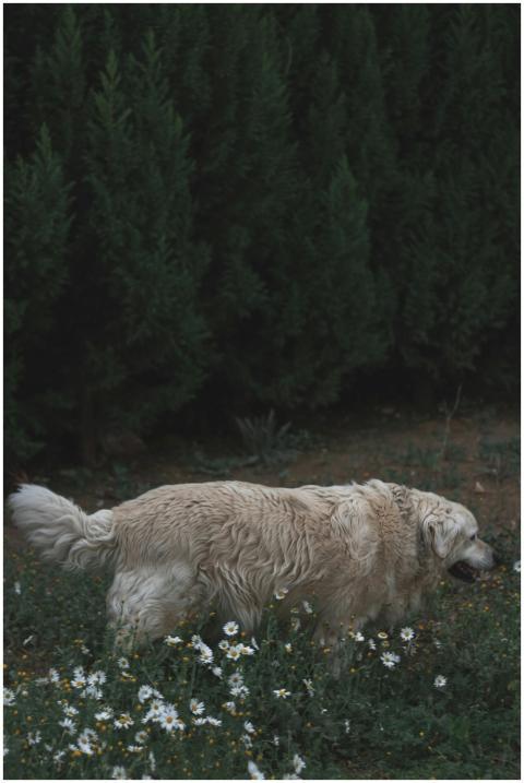 Golden Retriever strolling among white daisies in