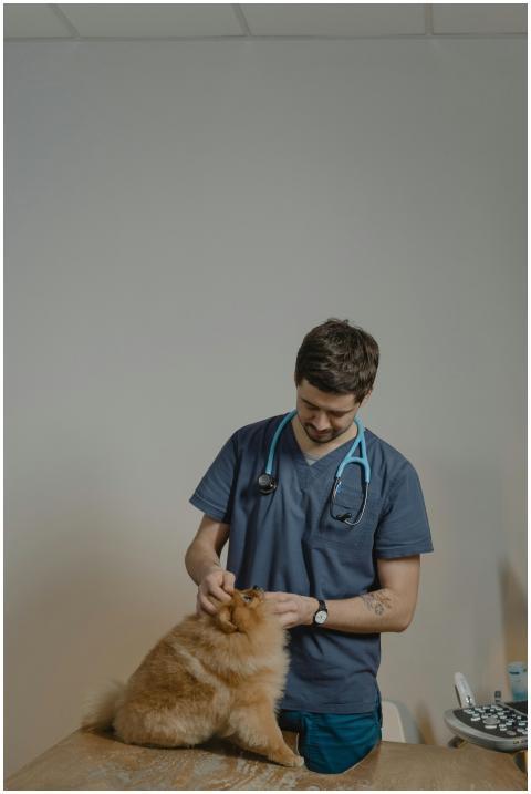 A veterinarian in blue scrubs conducts a check-up