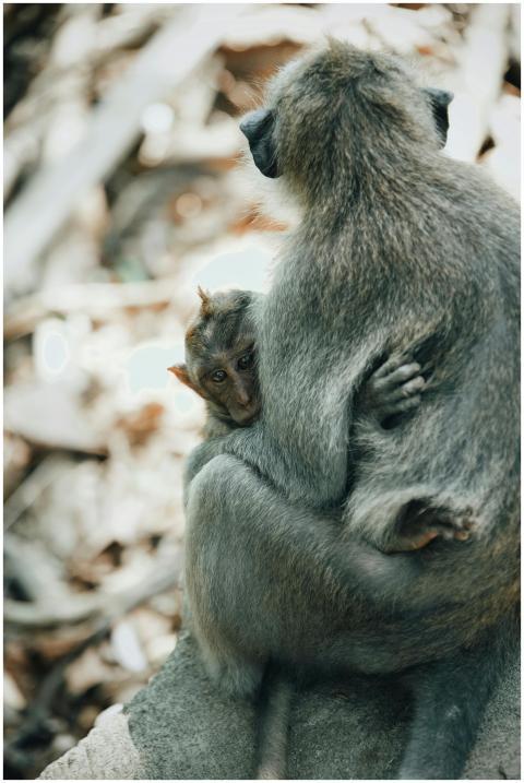 A close-up of a mother monkey lovingly cradling he