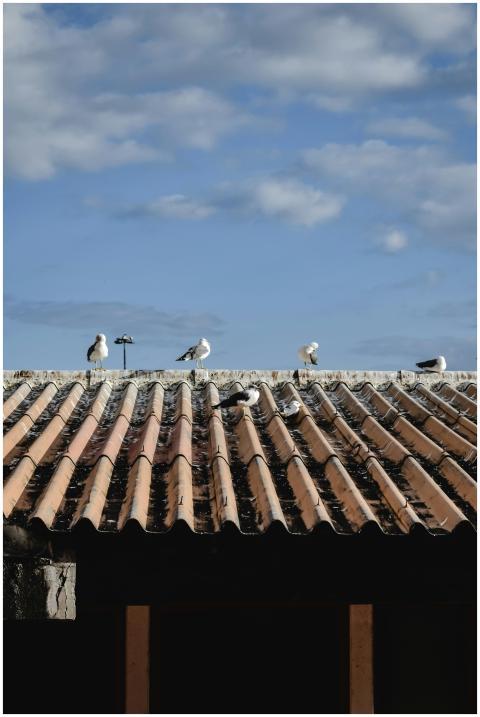 Seagulls resting on a classic tiled roof in Funcha