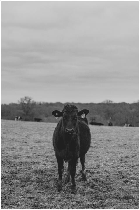 Black cow standing in a peaceful English countrysi
