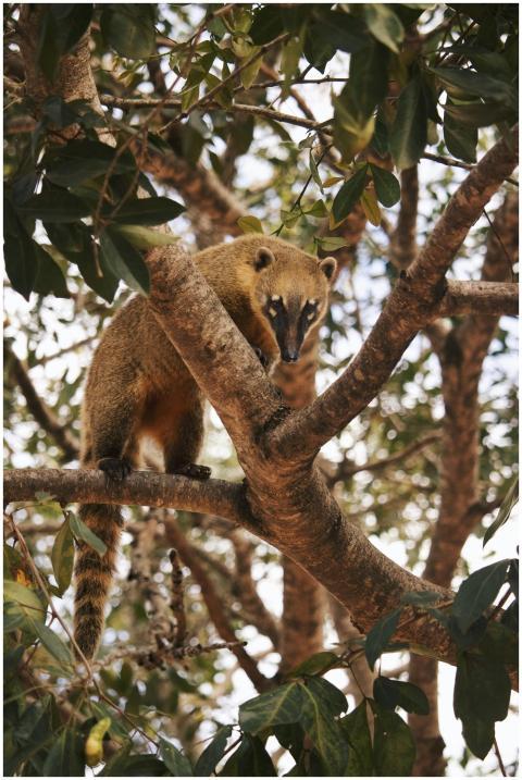 A curious South American coati perched on a tree b