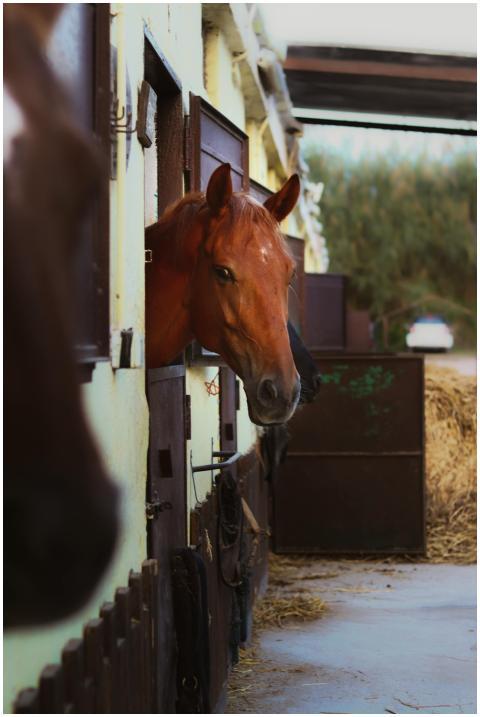 A chestnut horse peers from a stable in a rustic f