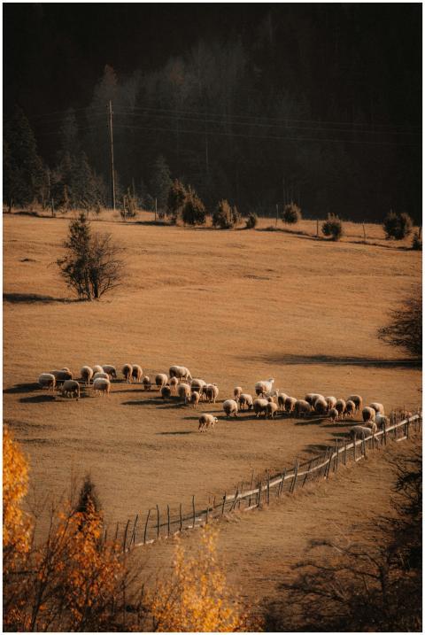 Autumn Pasture Grazing Sheep