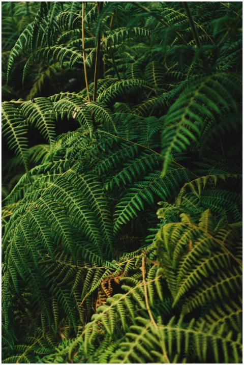 Dense lush ferns creating a vibrant green pattern
