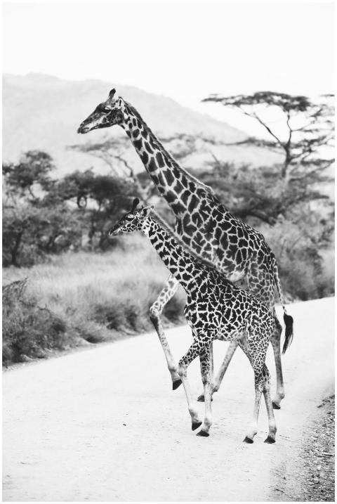 Majestic giraffes walking along a road in the Sere