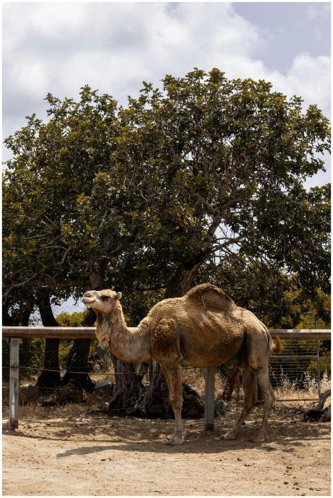 A dromedary camel standing in a zoo enclosure on a