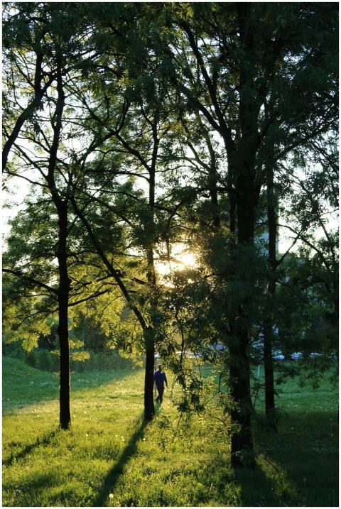 A serene view of a person walking through a sunlit