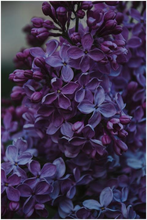 Vibrant lilac flowers blooming in spring, showcasi