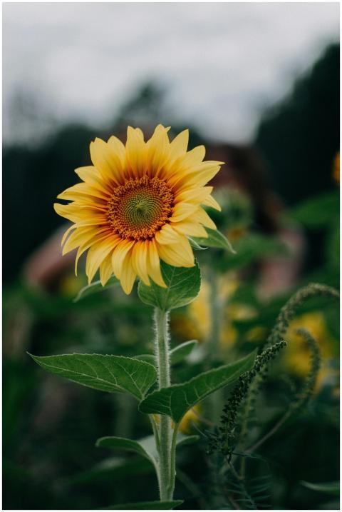 Close-up of a vibrant sunflower in a lush green fi