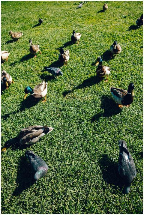 A flock of ducks and pigeons foraging on a vibrant