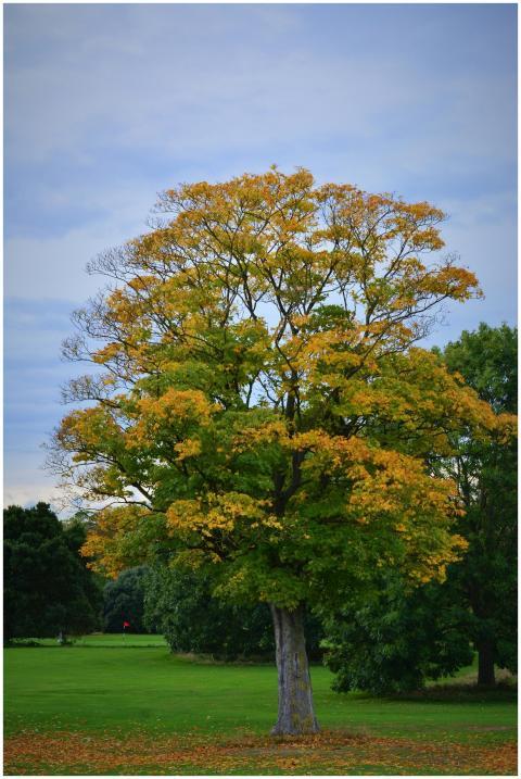 Vibrant Autumn Tree Lush